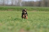 BERGER ALLEMAND 1156